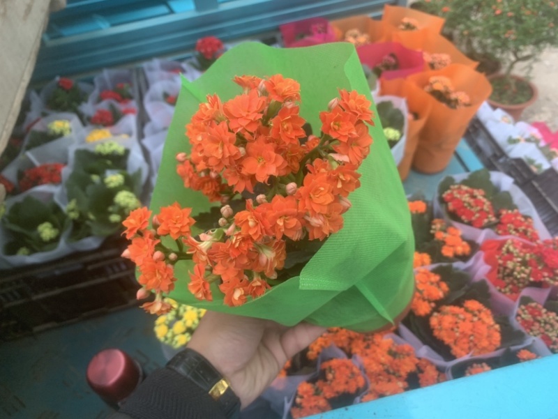 长寿花开花盆栽好养耐活阳台花卉颜色齐全