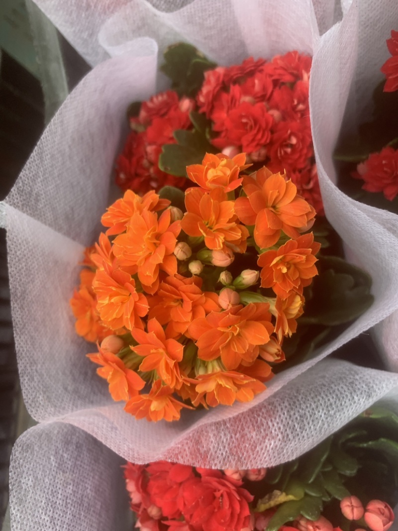 长寿花开花盆栽好养耐活阳台花卉颜色齐全