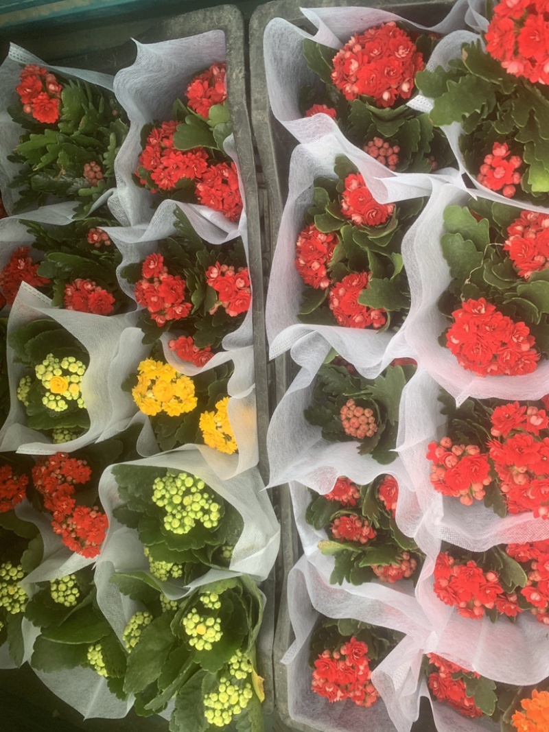 长寿花开花盆栽好养耐活阳台花卉颜色齐全