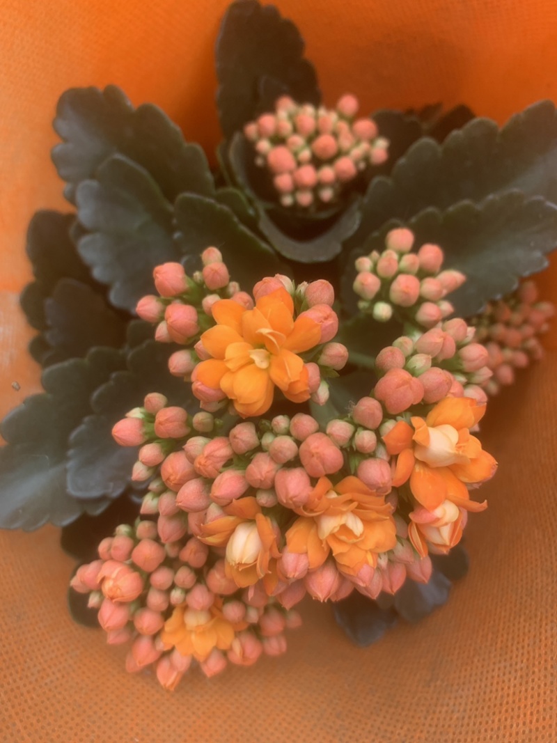 长寿花开花盆栽好养耐活阳台花卉颜色齐全
