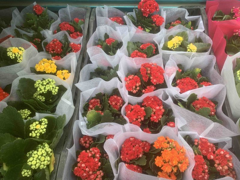 长寿花开花盆栽好养耐活阳台花卉颜色齐全