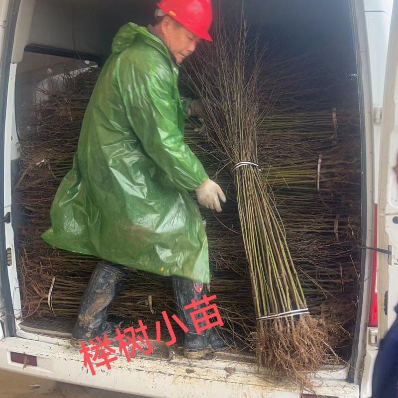 榉树苗，榉树小苗红榉苗现挖现卖规格齐全发货