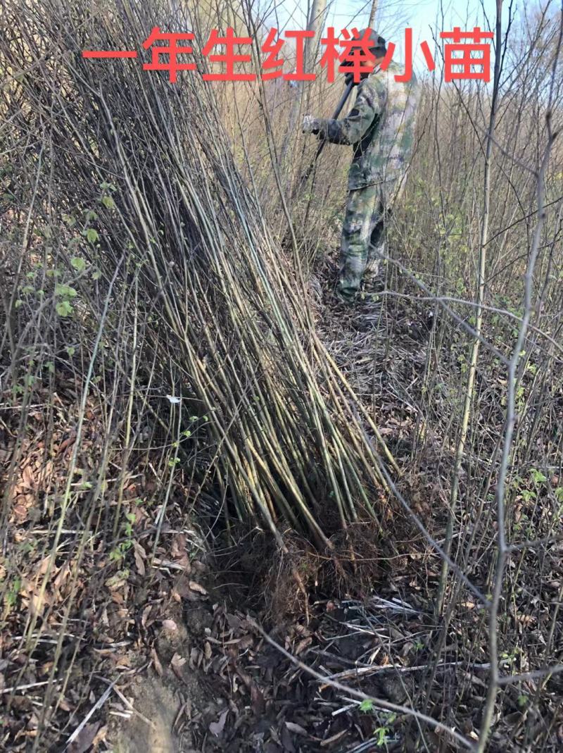 榉树苗，榉树小苗红榉苗现挖现卖规格齐全发货