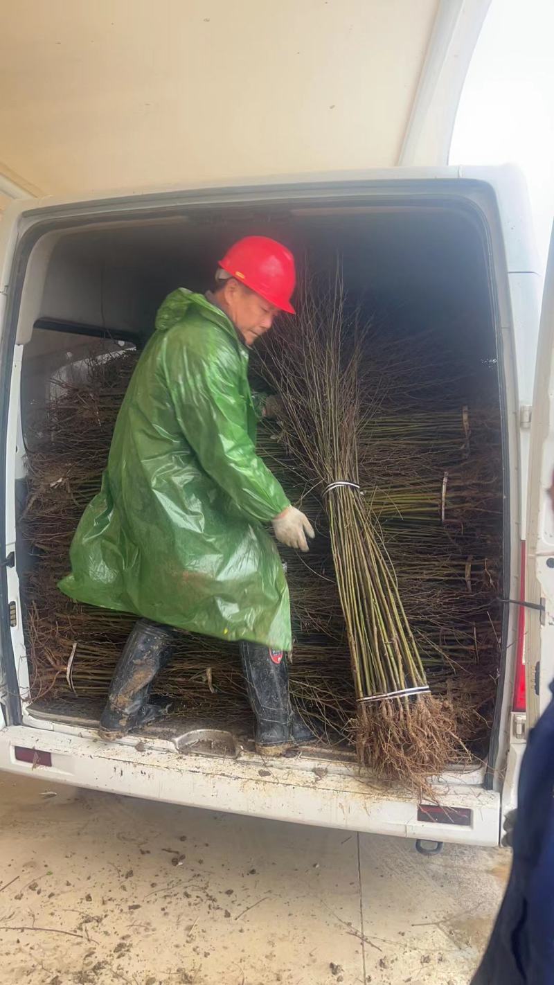 榉树苗，榉树小苗红榉苗现挖现卖规格齐全发货