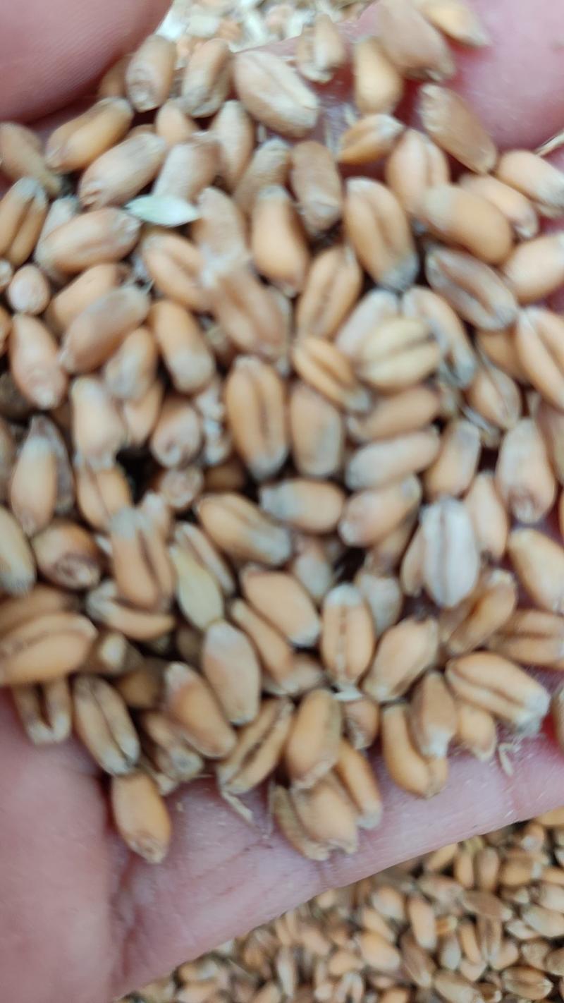2023年新小麦，容重770左右，水分13.5左右