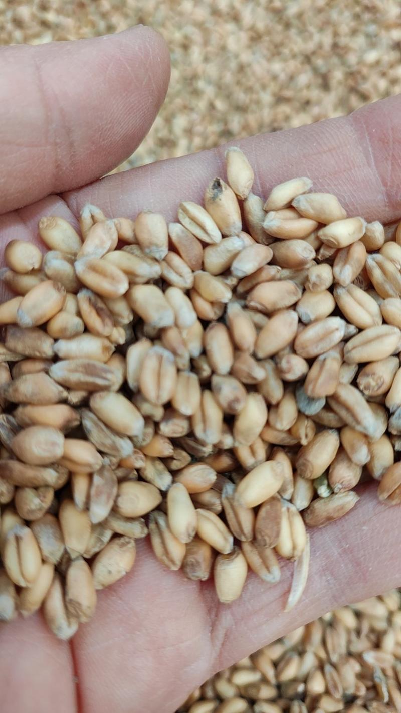 2023年新小麦，容重770左右，水分13.5左右