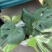 大龟背竹阳台绿植室内植物