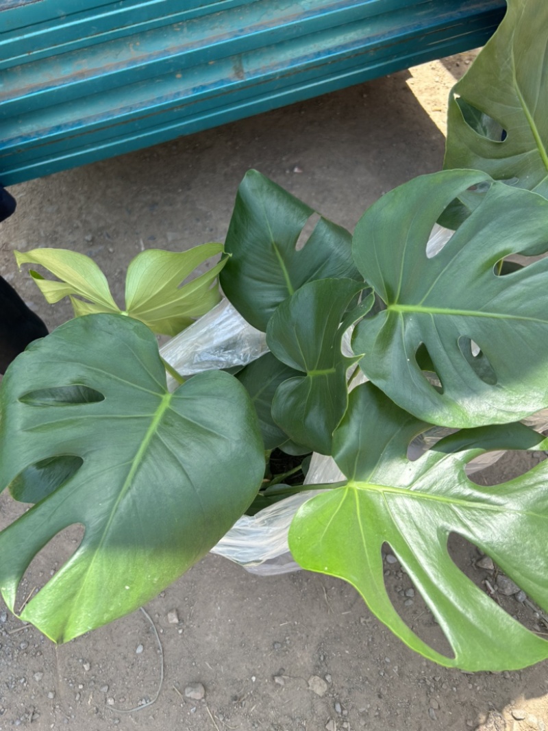 大龟背竹阳台绿植室内植物