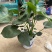 大龟背竹阳台绿植室内植物