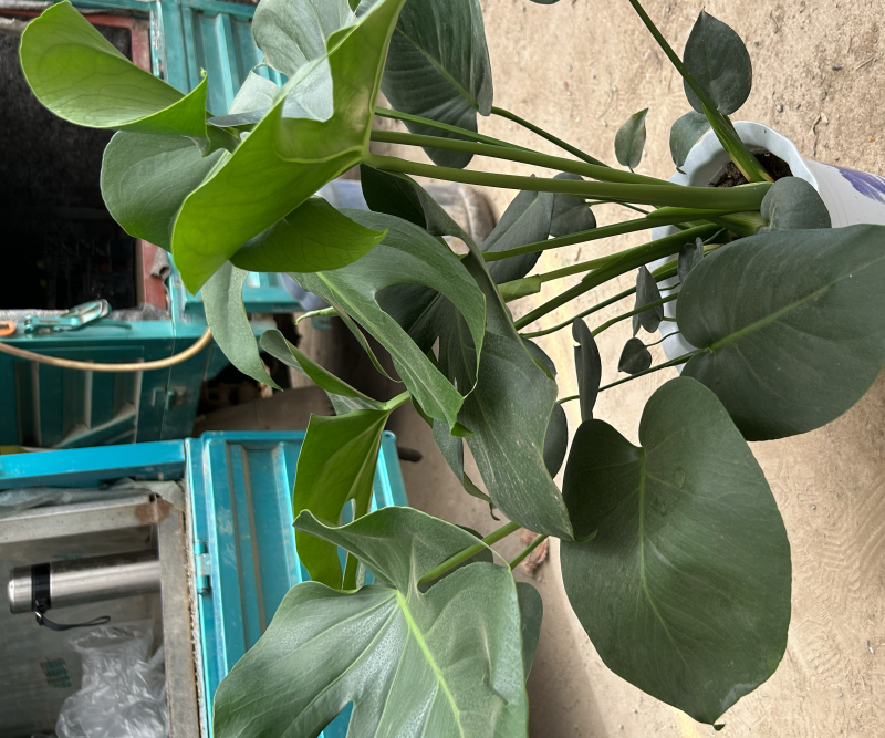 大龟背竹阳台绿植室内植物
