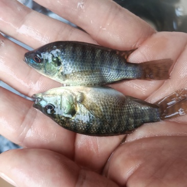 脆肉罗非鱼苗改良罗非鱼苗特大品种罗飞鱼苗全雄性不繁殖罗非