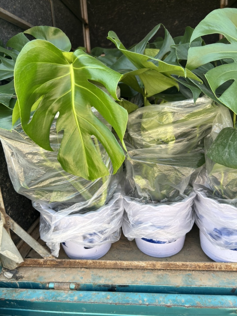 大龟背竹阳台绿植室内植物