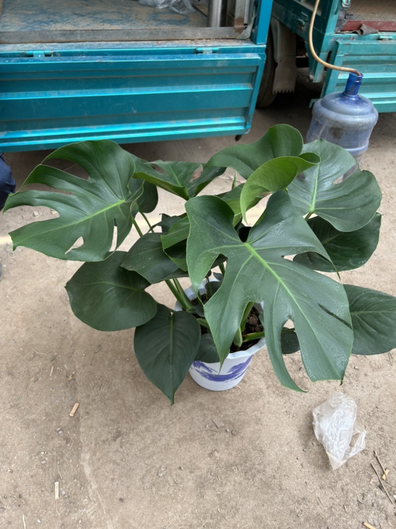 大龟背竹阳台绿植室内植物