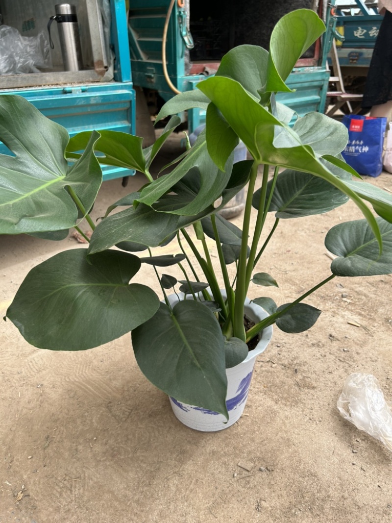 大龟背竹阳台绿植室内植物