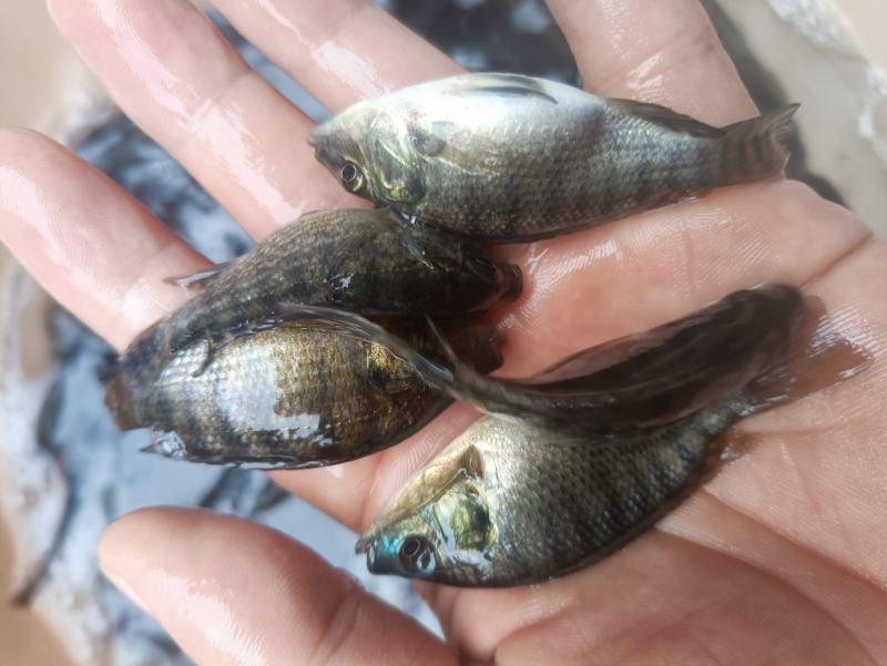 脆肉罗非鱼苗改良罗非鱼苗特大品种罗飞鱼苗全雄性不繁殖罗非