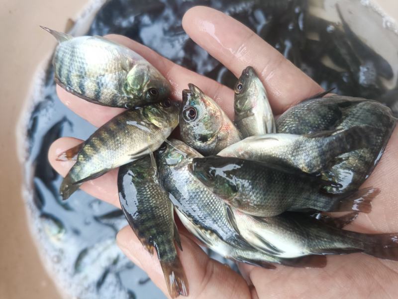 脆肉罗非鱼苗改良罗非鱼苗特大品种罗飞鱼苗全雄性不繁殖罗非