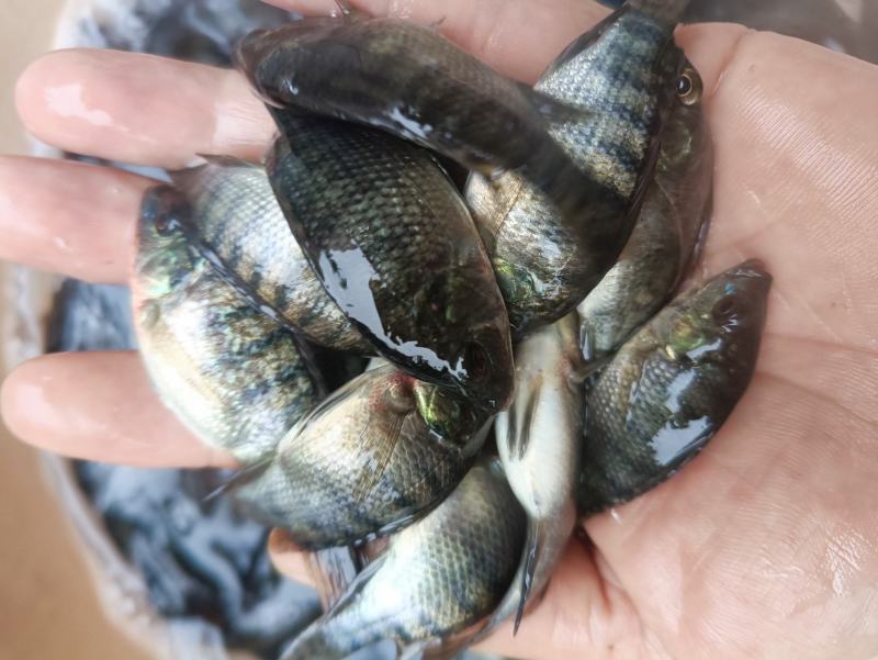 脆肉罗非鱼苗改良罗非鱼苗特大品种罗飞鱼苗全雄性不繁殖罗非