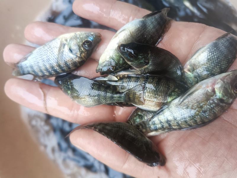 脆肉罗非鱼苗改良罗非鱼苗特大品种罗飞鱼苗全雄性不繁殖罗非