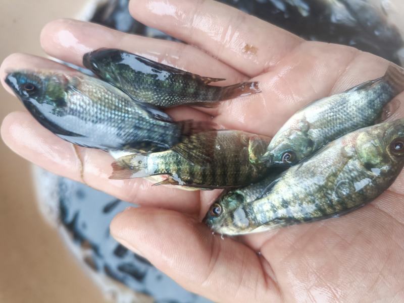 脆肉罗非鱼苗改良罗非鱼苗特大品种罗飞鱼苗全雄性不繁殖罗非