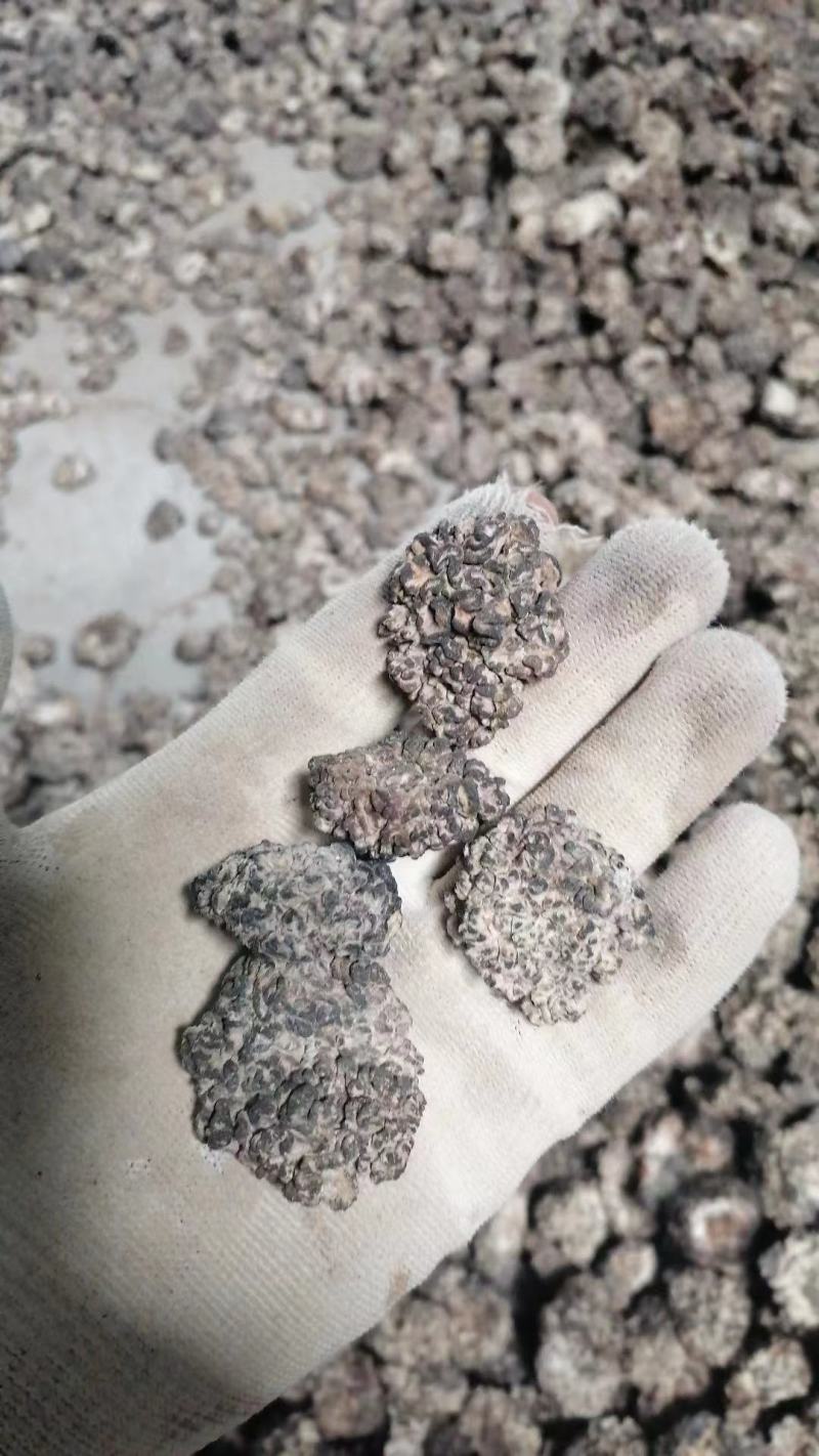 核桃菌玛卡菌羊肚耳，沙耳，榆耳，灵芝菌，食用菌干货供