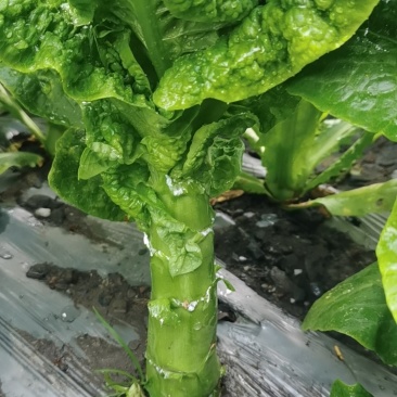 白菜