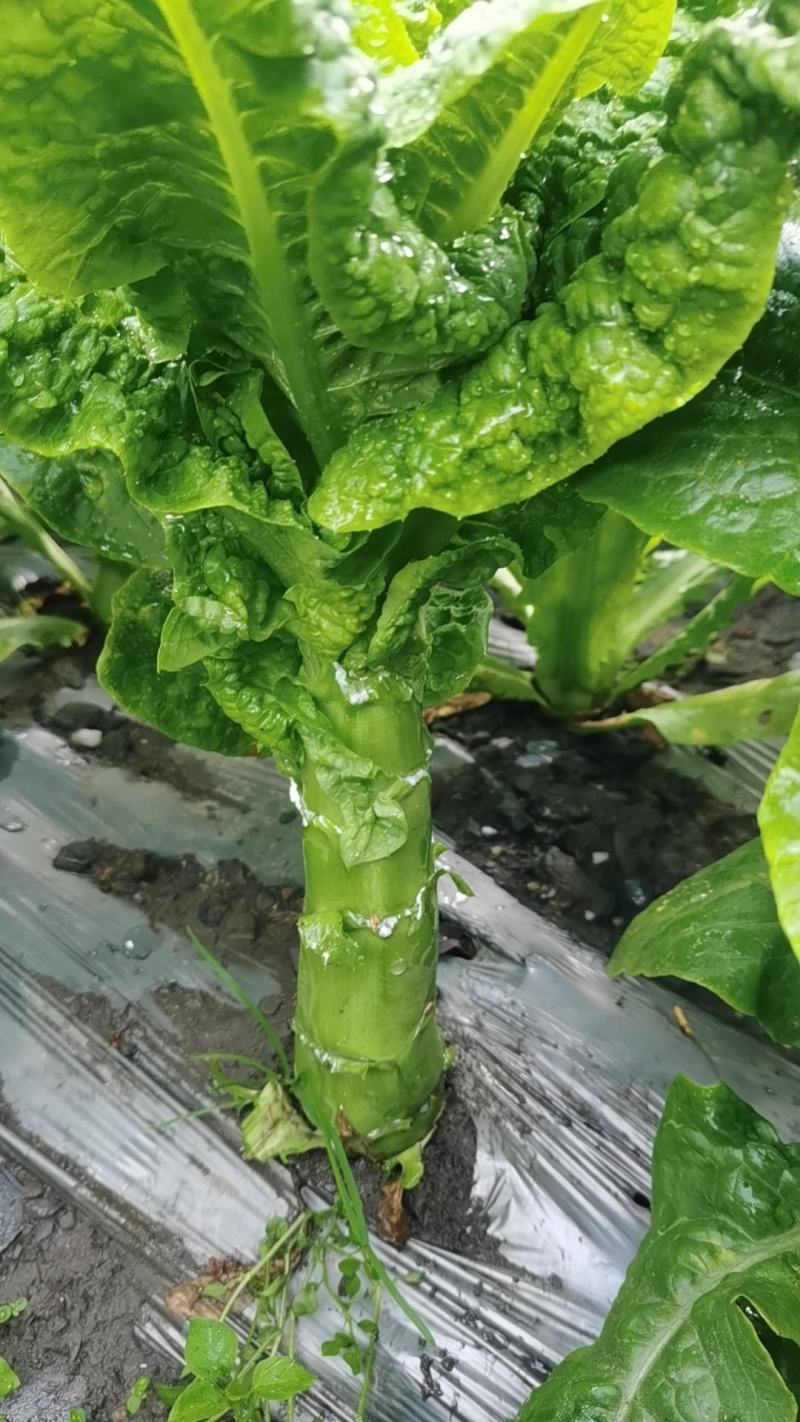 白菜