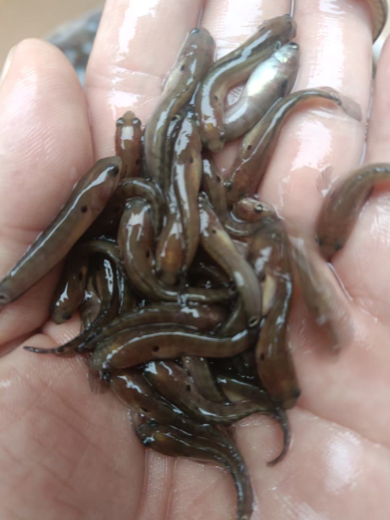 七星鱼水花鱼苗月鳢鱼山斑鱼花星鱼观赏鱼点称斑点冷水