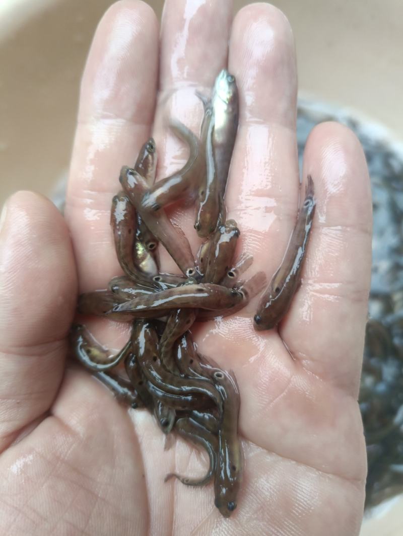 七星鱼水花鱼苗月鳢鱼山斑鱼花星鱼观赏鱼点称斑点冷水