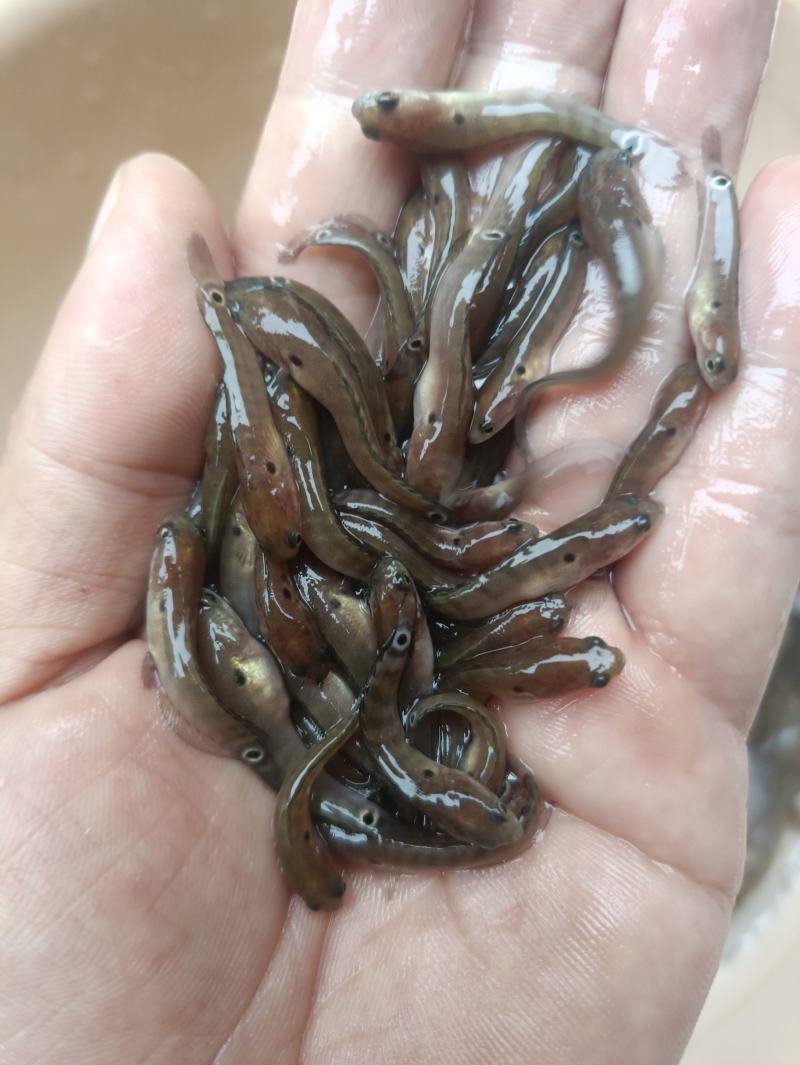 七星鱼水花鱼苗月鳢鱼山斑鱼花星鱼观赏鱼点称斑点冷水
