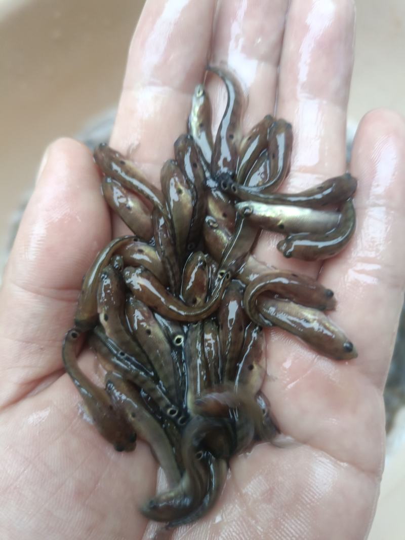 七星鱼水花鱼苗月鳢鱼山斑鱼花星鱼观赏鱼点称斑点冷水