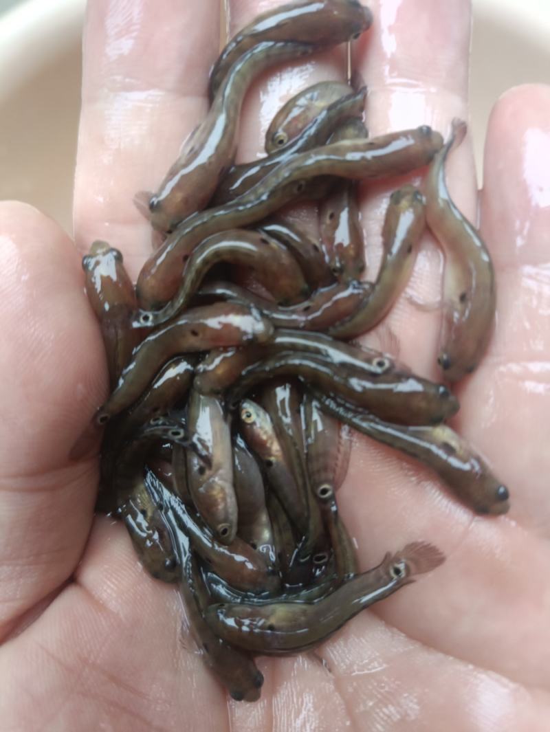 七星鱼水花鱼苗月鳢鱼山斑鱼花星鱼观赏鱼点称斑点冷水