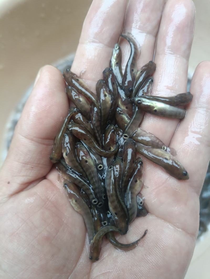 七星鱼水花鱼苗月鳢鱼山斑鱼花星鱼观赏鱼点称斑点冷水