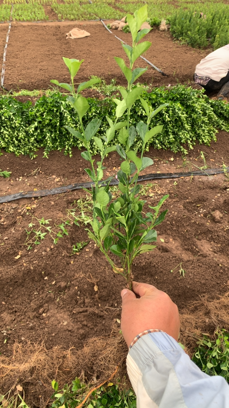卫茅苗。50高度卫茅苗