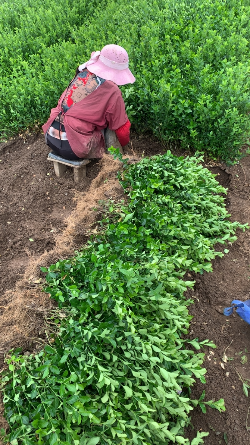 卫茅苗。50高度卫茅苗