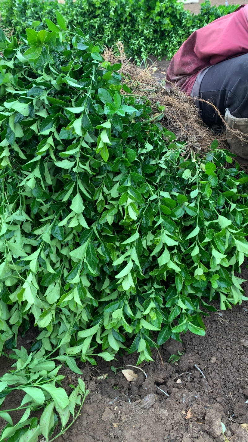 卫茅苗。50高度卫茅苗