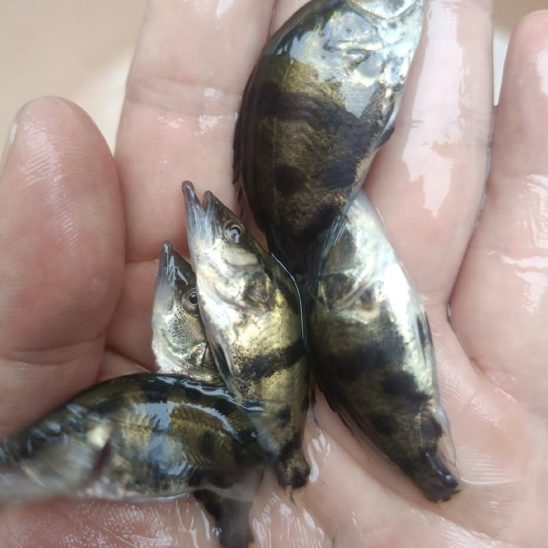 鳜鱼苗桂花鱼苗淡水培殖食用翘嘴鳜大眼鳜斑鳜鱼肉食活体鲈鱼