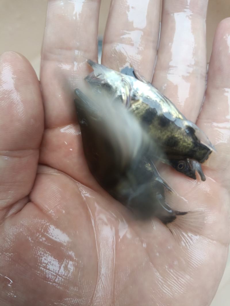 鳜鱼苗桂花鱼苗淡水培殖食用翘嘴鳜大眼鳜斑鳜鱼肉食活体鲈鱼