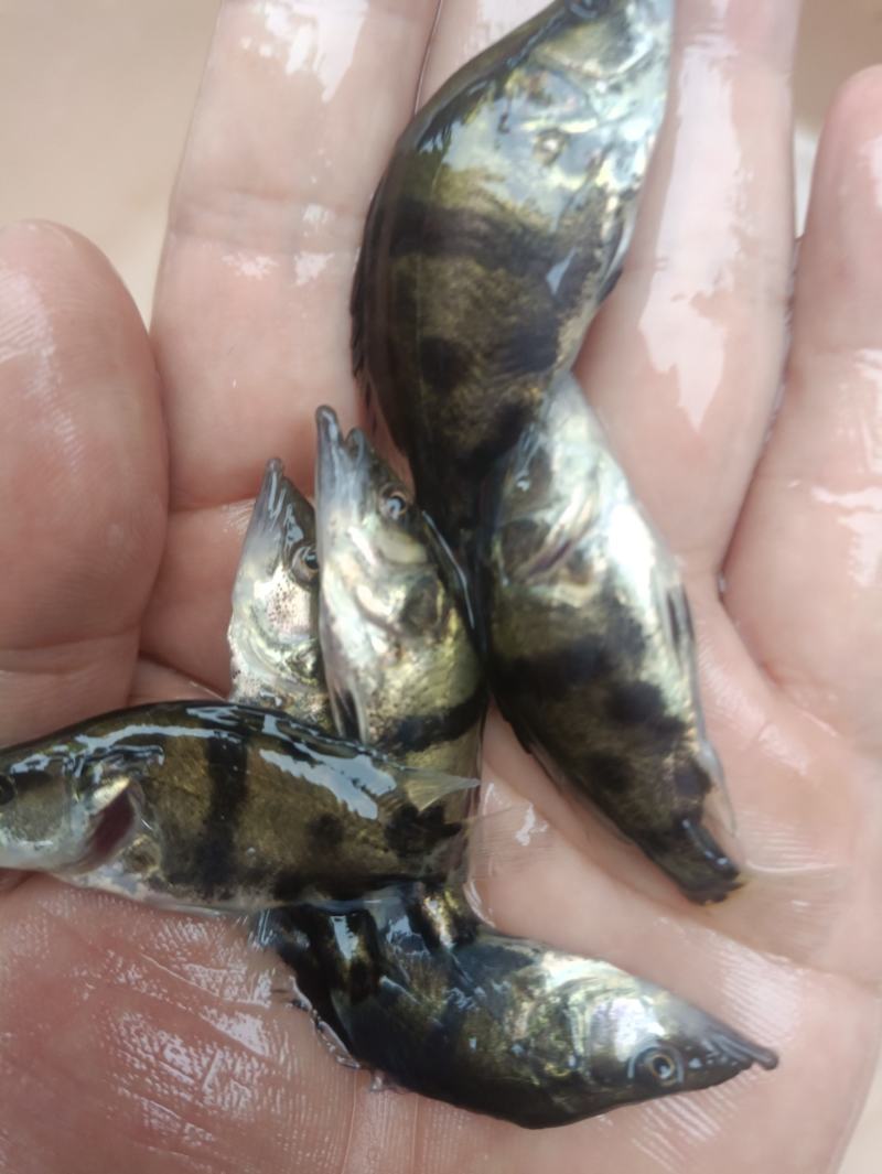 鳜鱼苗桂花鱼苗淡水培殖食用翘嘴鳜大眼鳜斑鳜鱼肉食活体鲈鱼