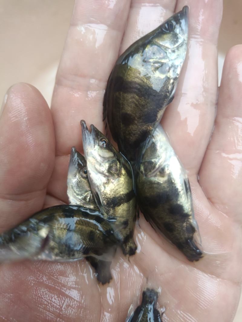 鳜鱼苗桂花鱼苗淡水培殖食用翘嘴鳜大眼鳜斑鳜鱼肉食活体鲈鱼