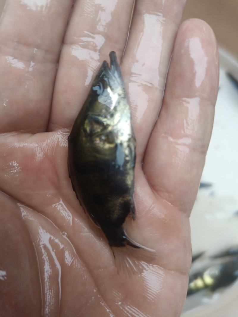 鳜鱼苗桂花鱼苗淡水培殖食用翘嘴鳜大眼鳜斑鳜鱼肉食活体鲈鱼