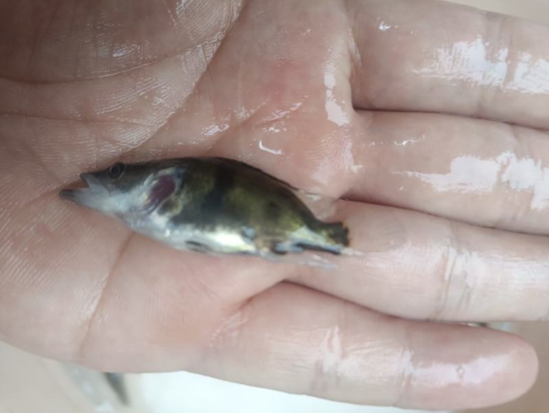 鳜鱼苗桂花鱼苗淡水培殖食用翘嘴鳜大眼鳜斑鳜鱼肉食活体鲈鱼