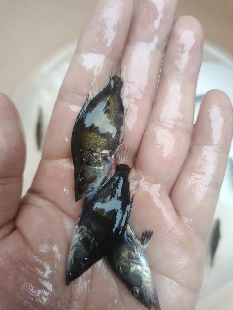 鳜鱼苗桂花鱼苗淡水培殖食用翘嘴鳜大眼鳜斑鳜鱼肉食活体鲈鱼