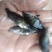 鳜鱼苗桂花鱼苗淡水培殖食用翘嘴鳜大眼鳜斑鳜鱼肉食活体鲈鱼