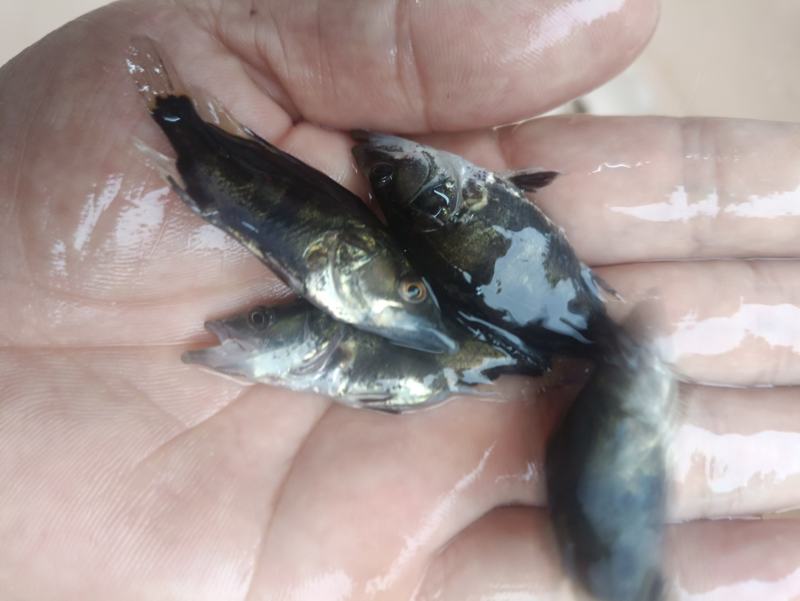 鳜鱼苗桂花鱼苗淡水培殖食用翘嘴鳜大眼鳜斑鳜鱼肉食活体鲈鱼