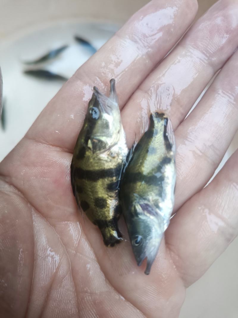 鳜鱼苗桂花鱼苗淡水培殖食用翘嘴鳜大眼鳜斑鳜鱼肉食活体鲈鱼