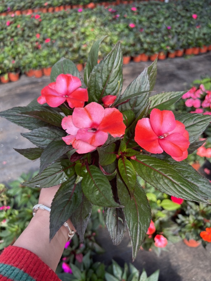 新几内亚凤仙凤仙花凤仙盆花