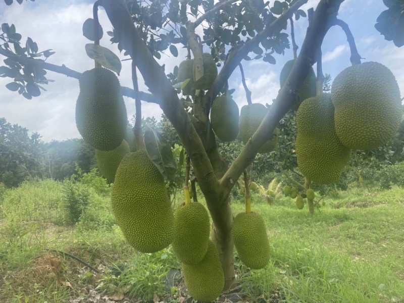 海南8号红肉菠萝蜜