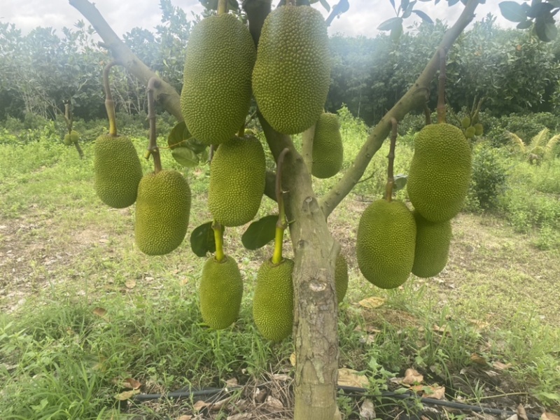 海南8号红肉菠萝蜜