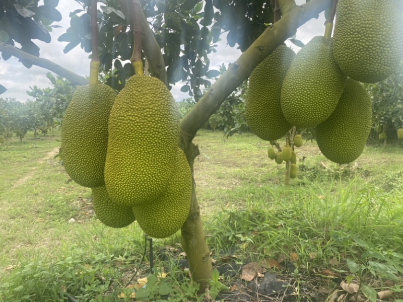 海南8号红肉菠萝蜜