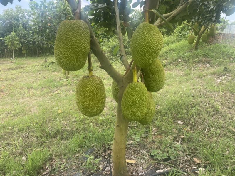 海南8号红肉菠萝蜜